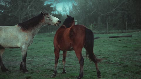 two very beautiful horses are having fun beating