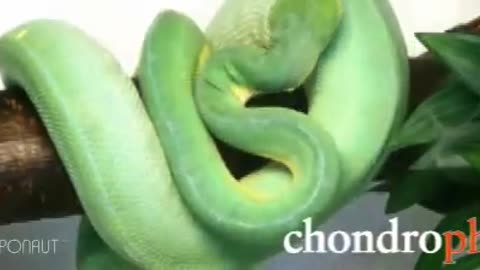 Baum-Python Morelia-Viridis - Zeitraffer in der Baum-Python Schlangen Zucht - Tree Python