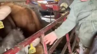 Gentle cow and baby interact closely