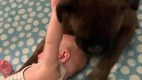 Nanny dog thoroughly enjoys babysitting his little sister