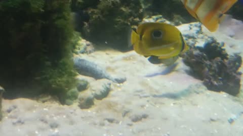 Fish eating sand.