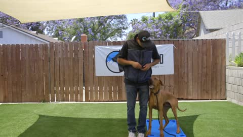 DOG TRAINING ESSENTIALS : LESSON 5 MUST TRY