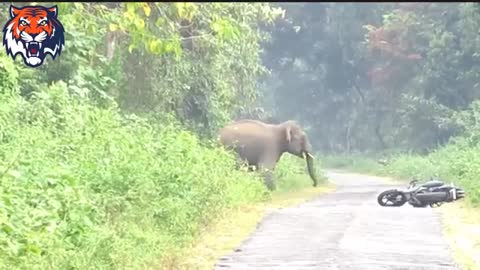 Elephant attack videos