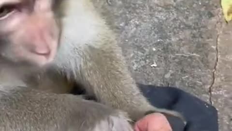 monkey funny video | funny videos comedy