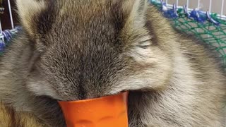 Raccoon attempts to drink water like human