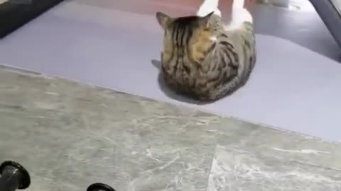 Cute trained cat workout in gym,,