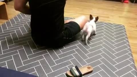 Jack Russell puppy runs circles around owner