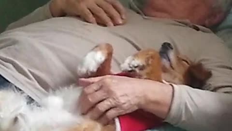Doggy Relaxes With a Delightful Belly Rub