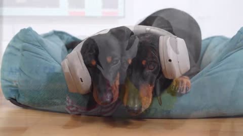 Bed rest! Cute & funny dachshund dog video