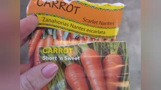 Sowing Carrots in a Container