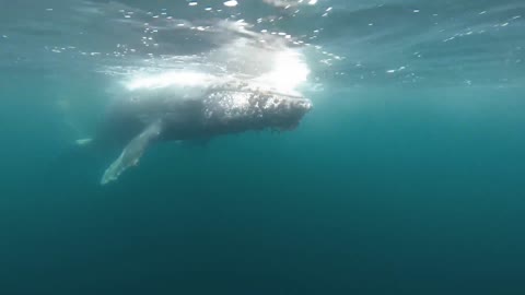 An injured Humpback Whale entangled in fishing gear captured underwater