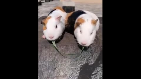 Cute pair of little hamsters