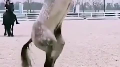 Insane Horse!!!