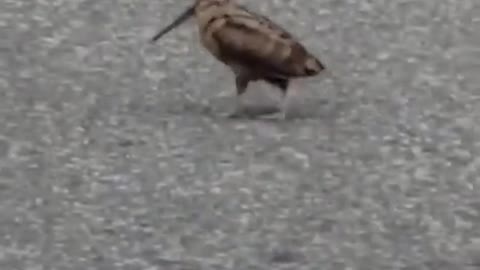 Bird dancing 🤣🤣🤣