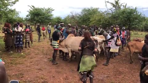 Bull Jumping in Ethiopia