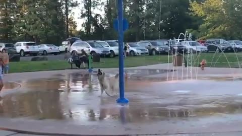 Dog Playing In Tippy Water Fountain