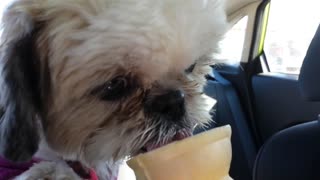 Rosie The Shihtzu Eats Ice Cream