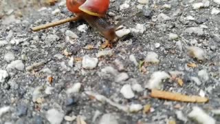 snail takes a little walk