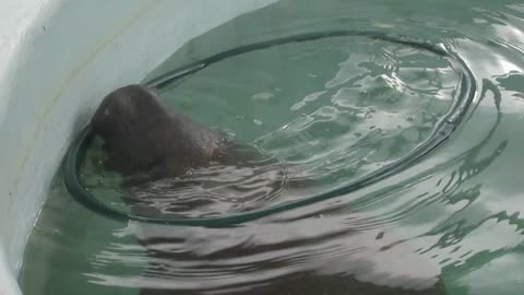 Rescued baby manatee adorably plays with a hula hoop
