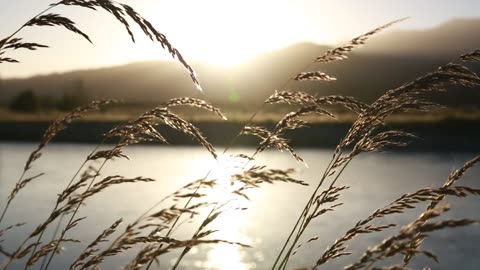 Blades Of Grass