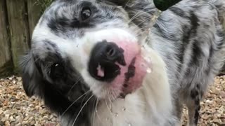 Puppy having a drink!