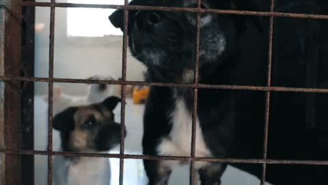 Sad dogs in shelter behind fence waiting to be rescued and adopted to new home