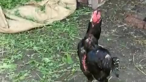 Shamo Rooster 🐓 Video By Kingdom of Awais