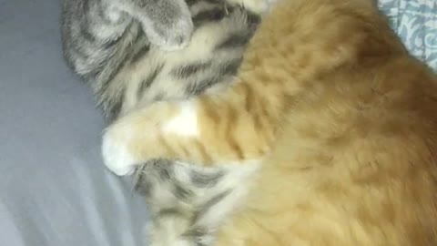 Orange cat and grey cat cuddling