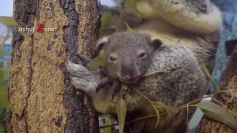 CUTE KOALA VIDEOS COMPILATION