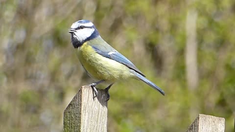 Bird singing so cute