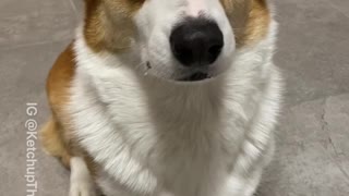 Corgi Fetches Xbox Controller for a Slice of Cucumber