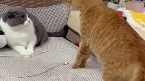 Cats funny video🐈
