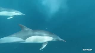 dolphins: their beauty and their sounds 🥰😍