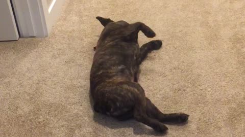 Black dog carpet front leg crawl only