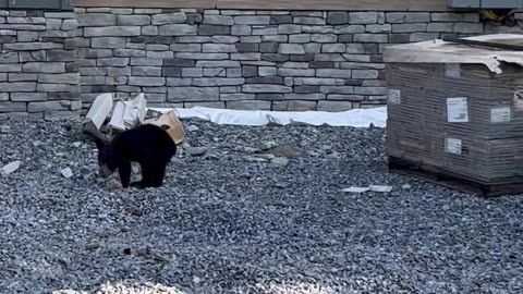 Bear Family Investigates New Building