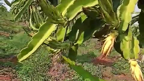 3 years old dragon fruit plant with many flower buds