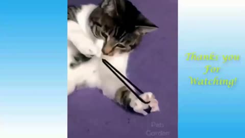 Cat Pulls Rubber Band