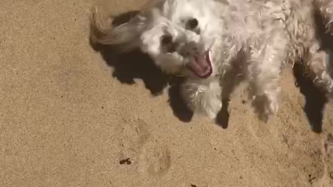 Beach-loving dog loves playing in the sand