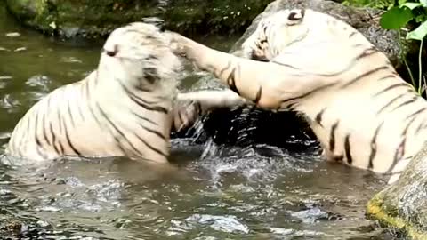 White tiger play with water two tiger fighting tiger funny video | itz king maker