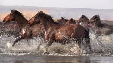 Wild Horses running slow