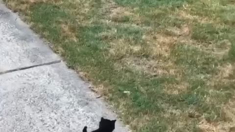 The dog runs away because he is scared of a kitten