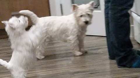 Dancing Westie puppy