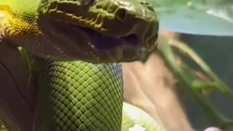 Snake venomous
