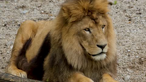 Lion Relaxing in the Field