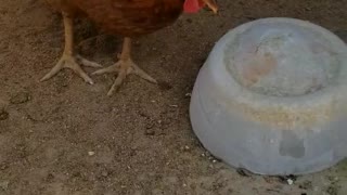Chickens getting a cool treat