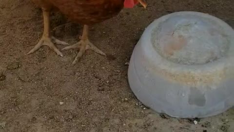 Chickens getting a cool treat