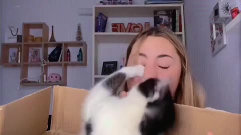 Cat Launches Surprise Attack From Cardboard Box