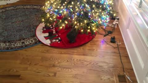 My kitty check the christmas decoration
