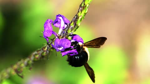 A Bee Feeding On Flowers Nectar