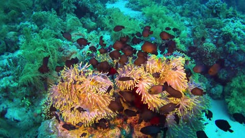 Amazing underwater world.